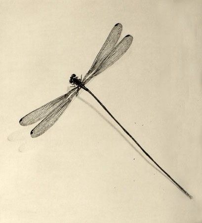 Japanese Dragonfly Tattoo, Dragonfly Illustration, Nouveau Tattoo, Tattoo Japanese, Dragonfly Tattoo Design, Dad Tattoos, Dragonfly Art, Dragonfly Tattoo, Dragonflies Design