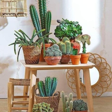 Diy Ladder Plant Stand, Support Pour Plante, Video Garden, Stand Ideas, Alpine Plants, Cactus Decor, Garden Types, Plant Decor Indoor, Cactus Y Suculentas