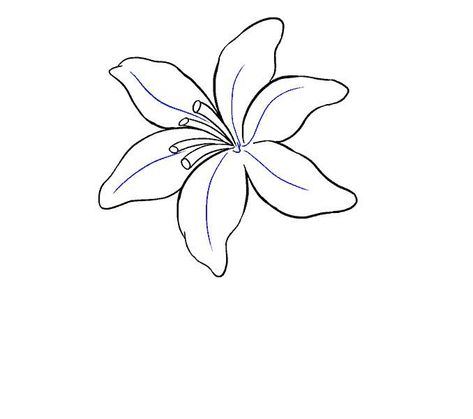 Lily Sketch Simple, A Lily Flower, Lily Drawing, Lilies Drawing, Lilly Flower, Love Anniversary Quotes, Flower Sketches, Drawing Tutorial Easy, Drawing Simple