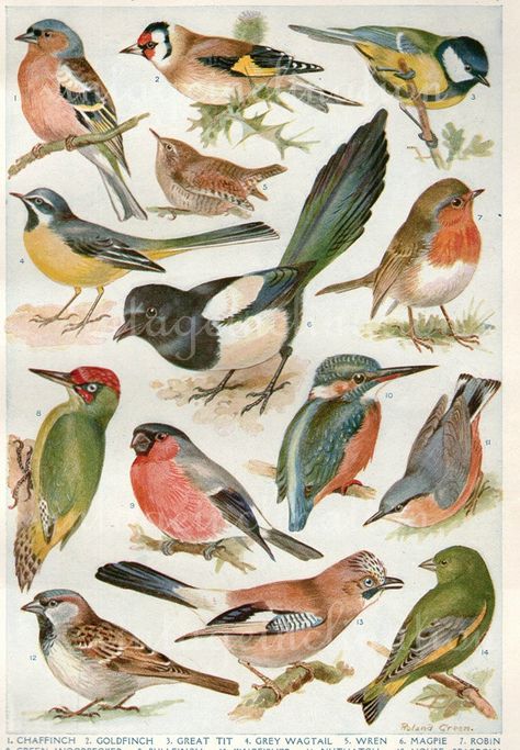 Vintage British birds illustration Nature Explorer, Illustration Botanique, Animal Illustrations, Antique Illustration, Vintage Bird, Scientific Illustration, Illustration Vintage, Art Et Illustration, Bird Drawings