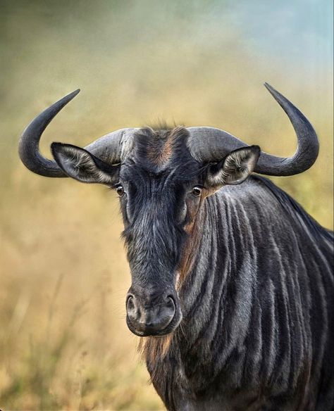 African Animals Photography, Blue Wildebeest, Regard Animal, Deer Photos, Africa Wildlife, Giraffe Art, Majestic Animals, African Wildlife, Animal Stories