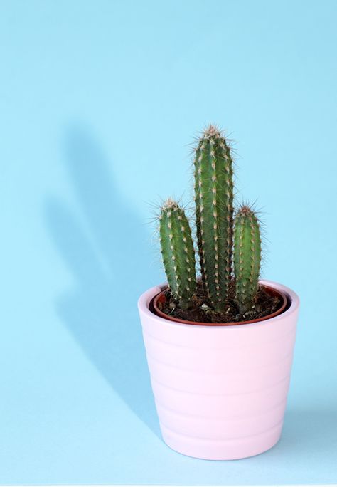 Plants Types, Exotic House Plants, Small Cactus Plants, Types Of Cactus, Kaktus Dan Sukulen, Cactus House Plants, Natural Farming, Tiny Cactus, Cactus Types