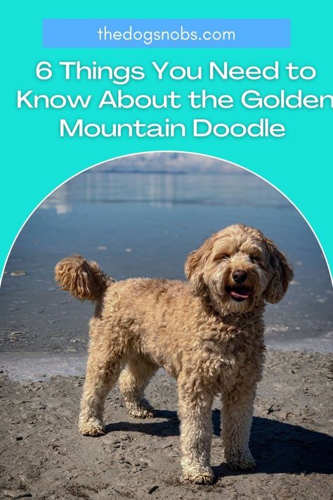 A Golden Mountain Doodle is a gorgeous and cuddly cross breed. Find out the key things you need to know about the Golden Mountain Doodle in my post Mini Golden Mountain Doodle, Golden Mountain Doodle, Mountain Doodle, Mountain Doodles, Best Dog Costumes, Golden Mountain, Puppy Facts, Doodle Dogs, Wireless Dog Fence