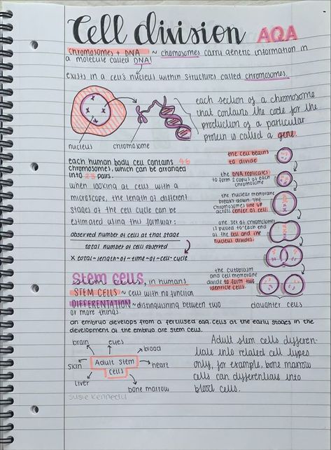 Cell Organisation Revision, Pretty Revision Notes, Cell Biology Notes Aesthetic, Aesthetic Notes Ideas Science, Cell Notes Aesthetic, Chemistry Gcse Notes, Cute Revision Notes, Aesthetic Notes Study Inspiration Biology, Science Revision Notes Biology