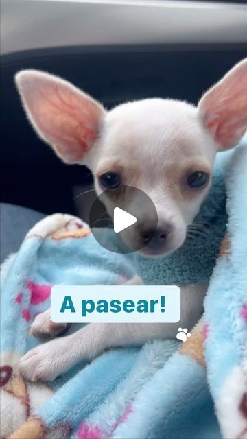 Tiny 🐕🐾 | Chihuahua on Instagram: "Nuestros papis viajaban hoy 🚗y claro que nos llevan con ellos

Es nuestro primer viaje juntos y nos hemos portado súper bien para que nos lleven a todos lados siempre🥰

¿Y ustedes amigos peludos, se portan bien también?
.

.

#chihuahuaday 
 #tinydog #chihuahualovers #chihuahua #doglife #chihuahualife #chihuahuagrams #chihuahuagram #guatemala #guatemaladogs #saturdayvibes #cutedogs #cutedogsofinstagram #doglovers #chihuahuaworld #chihuahuaclub #tinychihuahua  #chihuahuamodel #perromodelo #dogmodel #dogfluencergt #funnydogsvideos #instachihuahua #funnytime #panajachel #panatrip" Tiny Chihuahua, Chihuahua, Dogs, On Instagram, Panajachel