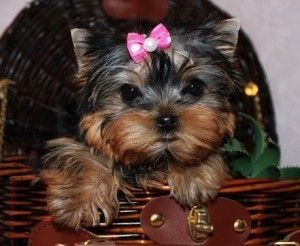 Yorkie Puppies For Adoption, Teacup Yorkie Puppy, Yorkie Puppy For Sale, Puppies For Adoption, Free Puppies, Yorkie Puppies, Teacup Yorkie, Yorkshire Terriers, Yorkie Dogs