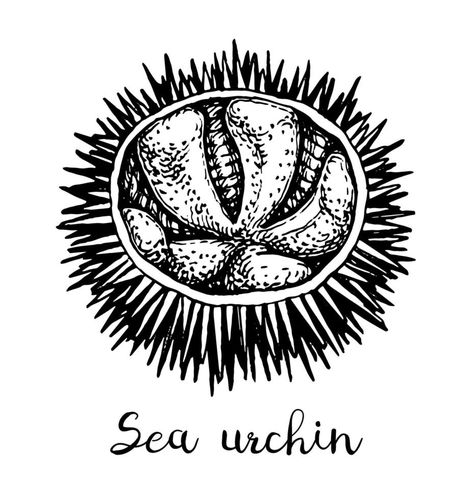 Sea urchin. Ink sketch of seafood. Hand drawn vector illustration isolated on white background. Retro style. Sea Urchin Illustration, Sea Urchin Tattoo, Sea Urchins Art, Background Retro, Single Line Drawing, Hand Drawn Vector Illustrations, Retro Background, Sea Urchin, Hand Drawn Vector