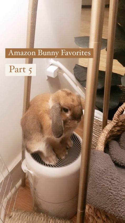 sincerelycinnabun on Instagram: The best thing for pet owners! Link in my bio! #hollandlop #houserabbit #rabbits #bunny #bunniesofinstagram #hollandlops #instabun… Rabbit Set Up Indoor Free Roam, Bunny Indoor Set Up, Diy Bunny Hideout, Bunny Habitat Indoor, Indoor Bunny Habitat, Rabbit Set Up Indoor, Bunny Cage Ideas, Bunny Room Indoor Rabbit, Indoor Rabbit Setup