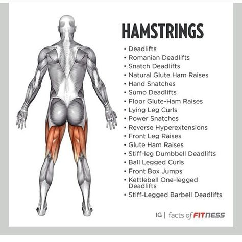 Hamstring Barbell Glute Bridge, Reverse Hyperextension, Kneeling Squat, Lying Leg Curls, Single Leg Glute Bridge, Barbell Hip Thrust, Assisted Pull Ups, Glute Kickbacks, Glute Exercises