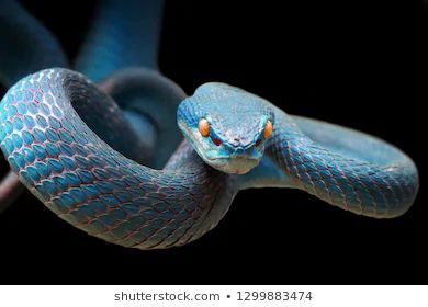 Sea Krait, Python Royal, Snake Facts, Viper Snake, Hognose Snake, Garter Snake, Rat Snake, Types Of Snake, Colorful Snakes