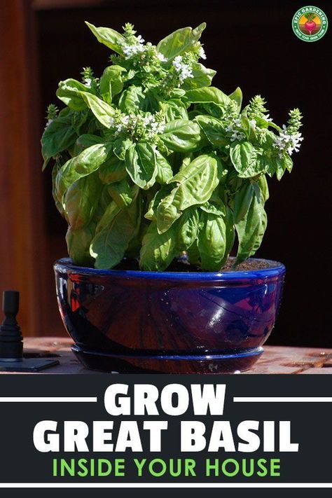 Growing Basil Inside, Growing Basil Indoors In Winter, Growing Basil In Containers, Basil Indoors Growing, How To Keep Basil Alive Indoors, Basil Care Indoors, Indoor Basil Plant, Basil Growing Tips, How To Grow Basil Indoors