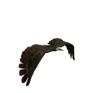 animated-eagle-gif-10.gif (312×312) Eagle Animation, Fly Gif, Free Cartoon Characters, Photo Collage Design, Beautiful Night Images, Bird Gif, Green Background Video, Green Screen Video Backgrounds, Free Cartoons