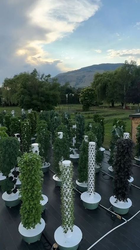 Outdoor vertical farm using aeroponic towers located in the middle of a glamping campground in Canada. This farm is known as Utopia Feels. https://www.tiktok.com/@agrotonomy https://bio.link/dmr9098 #verticalfarming #aeroponics #canada #towergarden #hydroponics #agriculture #farming Aeroponic Tower, Hydroponic Gardening Diy, Hydroponic Gardening System, Hydroponic Grow Systems, Vertical Farm, Indoor Farming, Indoor Oasis, Hydroponic Farming, Tiered Garden