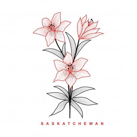 Lily flower saskatchewan line art illustration Premium Vector Saskatchewan Tattoo Ideas, Prairie Lily Tattoo, Saskatchewan Tattoo, Wheat Tattoo, Neon Graffiti, Ideas Cuarto, Lilies Drawing, Tattoo Time, Oc Character