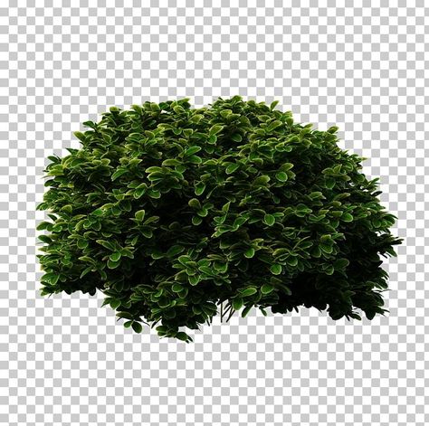 Trees Entourage Architecture, Bushes Png, Photoshop Furniture, Architecture Photoshop, Stone Texture Wall, People Cutout, Hawaii Pictures, Bridal Wreath, Landscape Sketch