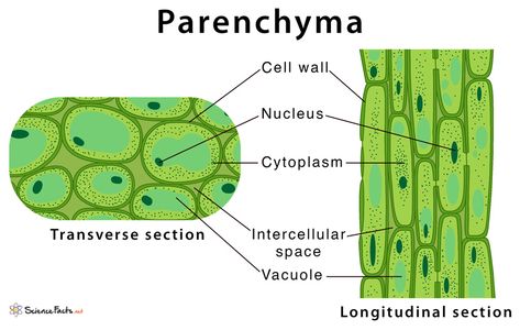 Parenchyma Tissue Diagram, Parenchyma Tissue, Tissue Biology, Plant Tissue, Class 9, Project Work, Cell Structure, Biology Notes, Plant Cell