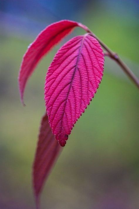 Leaf Printable, Leaf Photography, Beautiful Landscape Photography, Fine Art Landscape Photography, Leaf Images, Abstract Floral Art, Amazing Nature Photography, Photography Fine Art, Airbrush Art