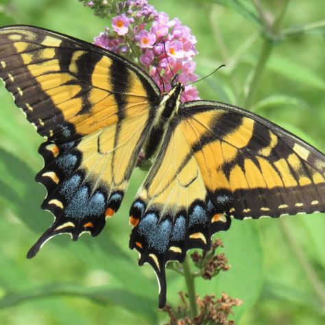 Eastern Tiger Swallowtail Butterfly - Delaware Nature Society Eastern Tiger Swallowtail Butterfly, Eastern Tiger Swallowtail, Tiger Swallowtail Butterfly, Swallowtail Butterflies, Butterfly Chrysalis, Butterfly Habitat, Tiger Swallowtail, Raising Chicks, Habitat Garden