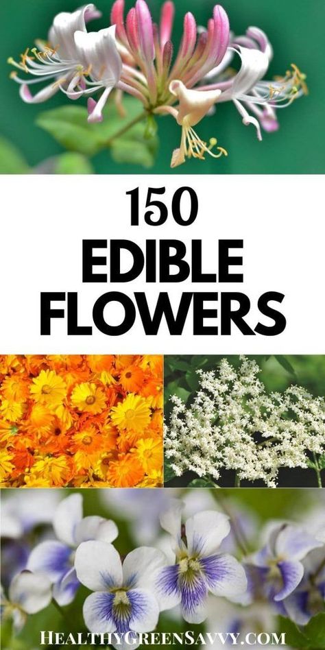 Few of us realize how many common flowers are not only edible but delicious. Find out which flowers growing in your garden could be beautiful and tasty additions to your next meal! #flowersyoucaneat #edibleflowers #garden #foraging Common Flowers, Edible Flower Garden, Common Garden Plants, Edible Flowers Recipes, Wild Food Foraging, Edible Wild Plants, Flowers Growing, Survival Gardening, Wild Edibles