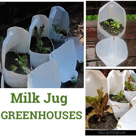 Plastic Bottle Greenhouse, Big Garden, Mini Greenhouse, Diy Greenhouse, Seed Starting, Potting Soil, Milk Jug, Ground Cover, Flower Seeds