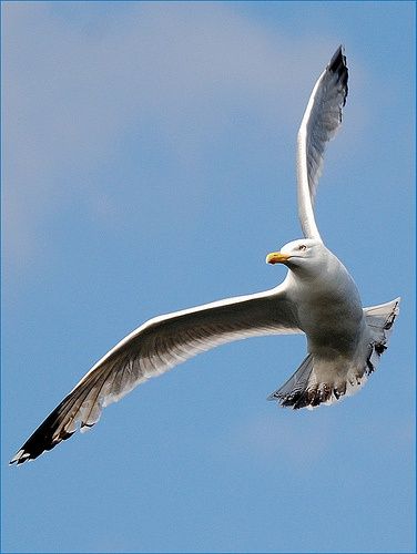 Seagull Tattoo, Seagulls Flying, Coastal Birds, Nature Forest, Winter Trees, Bird Drawings, Sea Birds, Birds Flying, Beach Scenes