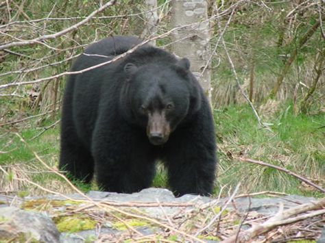 Judging Black Bear Size | Big Bear Or Small Bear? | BC Hunting Blog | BC Hunting News & Information Black Bear Hunting, Bear Mounts, Bear Tracks, North To Alaska, Deer Hunting Tips, Deer Camp, Deer Pictures, Bear Hunting, Big Game Hunting