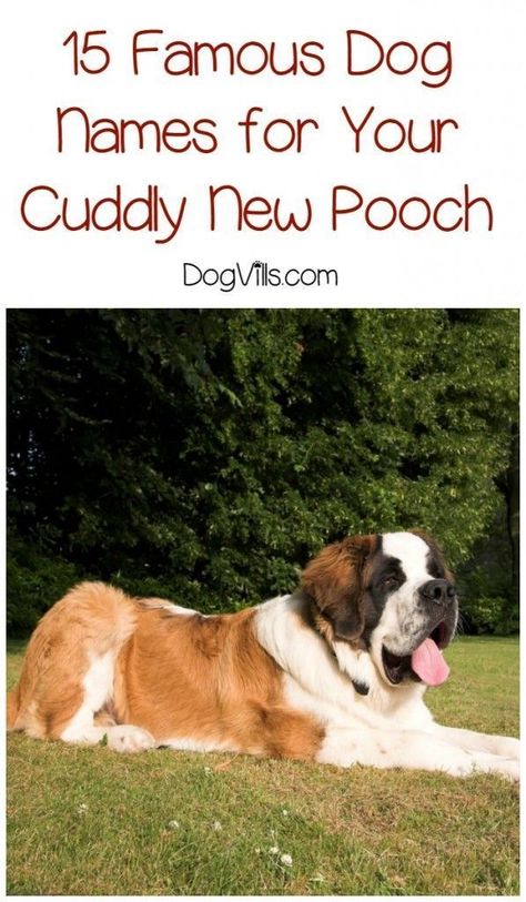 Cartoon Dog Names, Adoption Tips, Asian Dogs, Great Dog Names, Boy Dog Names, Best Dog Names, St Bernard Puppy, Dog Fun, Famous Dogs