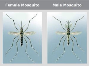 #FunFactFriday: Only female mosquitoes bite humans and animals; males feed on flower nectar. #TheMoreYouKnow Female Mosquito, Male Vs Female, Humans And Animals, Fun Fact Friday, Mosquito Bite, The More You Know, Media, Animals