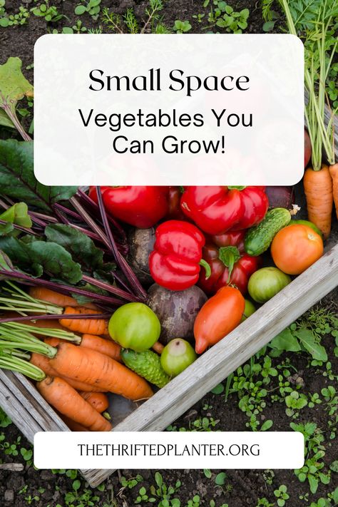 Tiny Vegetable Garden, Small Space Vegetable Garden, Small Vegetable Garden, Harvest Vegetables, Easiest Flowers To Grow, Huge Garden, Determinate Tomatoes, Squash Plant, Vegetables To Grow