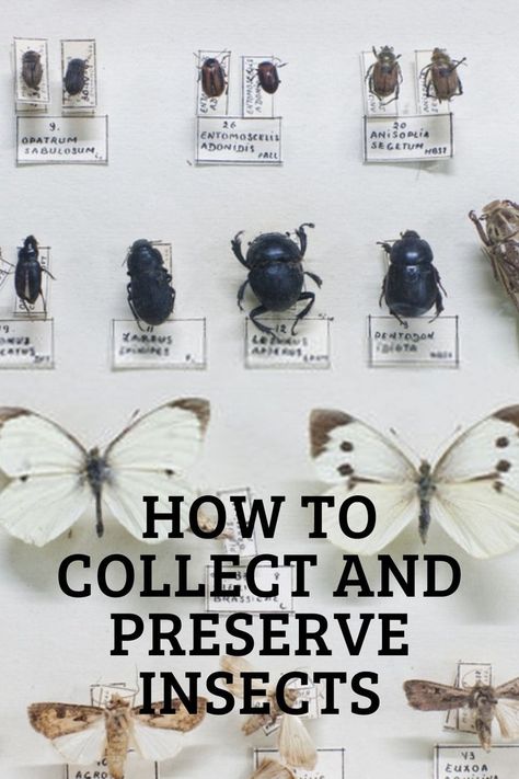 How to Collect and Preserve Insects Taxidermy Diy, Entomology Decor, Insect Display, Bug Taxidermy, Futurama Characters, Butterfly Museum, Oddities Collection, Insect Box, Oddities Decor