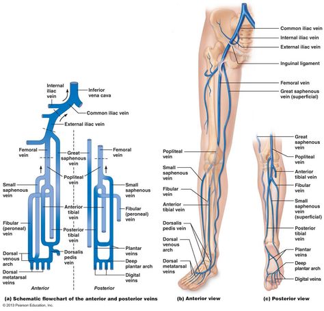 The Cardiovascular System: Blood Vessels Lower Limb Arteries, Venous System, Arteries Anatomy, Cardiac Sonography, Medical Terminology Study, Vascular Ultrasound, Diagnostic Medical Sonography, Medical Student Study, Medical Laboratory Science