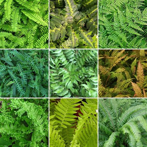 Perennial Ferns, Outdoor Ferns, All Year Round Plants, Types Of Ferns, Shade Garden Design, Garden Shrubs, Fern Plant, Woodland Garden, Planting Seeds