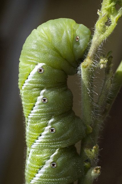 Tobacco Hornworm03 09-22-11 | by PACsWorld Grub Worms, Tomato Hornworm, Amazing Insects, Illustration Children, Animal Family, Tomato Plant, Tomato Plants, Arachnids, Wild Things