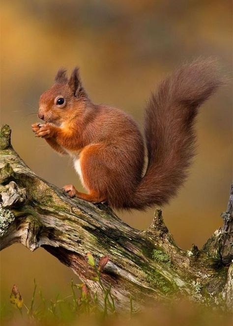 Cute Squirrel, Red Squirrel, Squirrels, The Forest, All Seasons, The Amazing, Need To Know, Marvel, Red