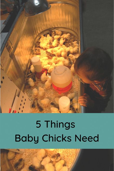 Baby Chick Housing, Diy Baby Chick Cage, Chicks Brooder, Yard Animals, Training Chickens, Chicken Brooder, Backyard Birds Sanctuary, Baby Chicks Raising, Raising Chicks