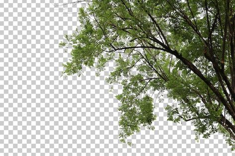 PSD tropical tree leaves and branch fore... | Premium Psd #Freepik #psd #foreground #branch #tree-leaf #tree-branch Tree Psd, Butterfly Gif, Tropical Tree, Tree Leaves, Wood Doors Interior, Vector Photo, Trees To Plant, Tree Branches, Graphic Resources