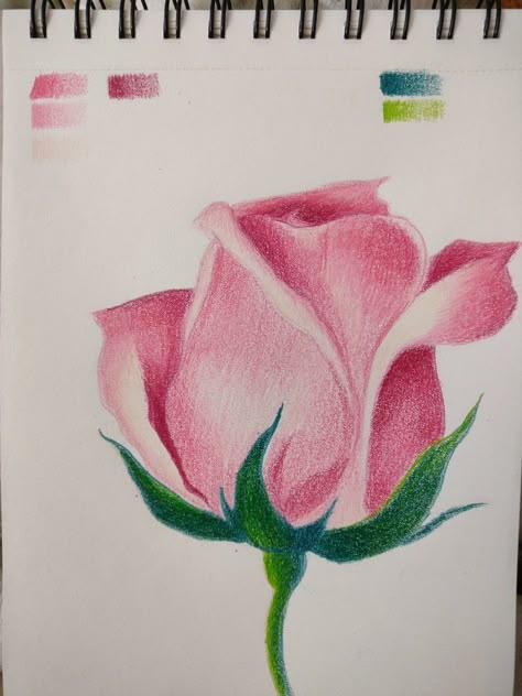 Pink rose with colored pencils Rose Color Pencil Drawing, Pink Pen Drawing, Pink Roses Drawing, Pink Rose Sketch, Rose Drawing Simple, Floral Art Paintings, Arte Aesthetic, Rose Sketch, Roses Art