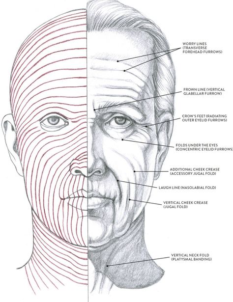 Wrinkles Drawing, Drawing Wrinkles, Aesthetic Lines, Portrait Drawing Tips, Eye Wrinkles, Human Anatomy Drawing, Art Basics, Anatomy Sketches, Black Board