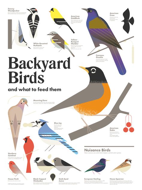 Birds Poster, Scientific Poster, Birds Print, Nature Museum, Graphic Illustrations, Bird Watchers, Bird Poster, Bird Crafts, Bird Theme