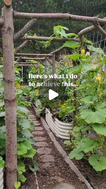 Reena 🌲 Master Gardener/ Frugal DIY Creator on Instagram: "How I fill my raised beds.. 💚🌿

A strong start sets the tone for success and lays the foundation for a great harvest.

This is how I do it and what works for me. 
There are a lot of different ways.

Got questions??? Ask me in the comments.👍🌿

I'd love to hear more about what you do! What are some of the things you use to fill your raised beds? 

🏡 Location: @thepinehillcottage
👩‍🌾 Designer: Reena, Master Gardener
🪵 Trellises: DIY
🌱 Raised beds: @vego_garden

#garden #gardens #diy #gardeninspiration #gardendesign #gardengoals #gardendreams #gardenart #verticalgarden #trellis #gardenlove #gardenlife #gardenstyle #howto #backyardgarden #countrygarden #gardeninggoals #gardensofinstagram #diygarden #gardening #gardenlovers  #g How To Set Up A Raised Garden Bed, Whole Yard Garden, Gardening In Raised Beds, Walk In Garden Box Raised Beds, Cut Flower Garden Layout Raised Beds, Farm Garden Ideas, Raised Garden Beds Ideas Layout, Urban Vegetable Garden, Garden Layout Ideas Vegetable