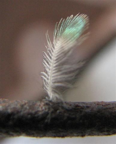 Hummingbird Feather by Apollo's Song, via Flickr Hetty Feather Aesthetic, Billie Birds Of A Feather, Hummingbird Feather, Birds With Long Tail Feathers, Hummingbird Feathers Close Up, Feather Symbolism, Watercolor Feather, Hummingbird Art, Feather Wings