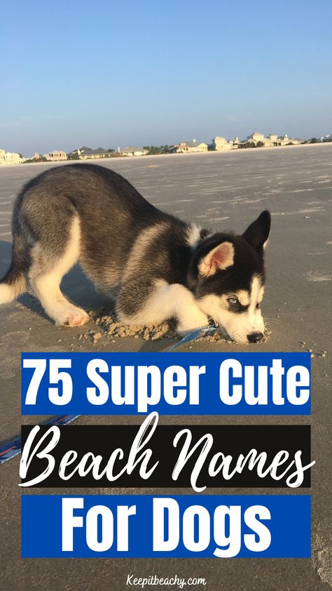 beach dog names Beachy Dog Names, Beach Dog Names, Girl Surfing Aesthetic, Best Female Dog Names, Girl Pet Names, Beach Aesthetic Girl, Beach Life Aesthetic, Dog Sunscreen, Ocean Names