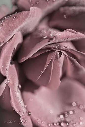 Deco Rose, Rosé Aesthetic, Dusty Purple, Mauve Color, Soft Summer, Aesthetic Colors, Color Textures, Rose Color, Pantone Color