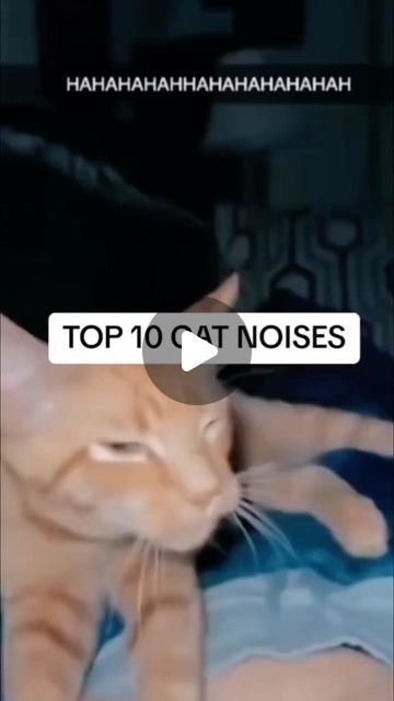 Cat Sillys on Instagram: "Top 10 cat noises ranking 🥇
•
For all your Cats goodies check out the link in my bio 😽
•
•
#cutecat #cutecats #cutecatsofinstagram #cutecatofinstagram #sillycat #sillycats #sillycatsofinstagram #sillycatofinstagram #supercute #supersilly #explore #explorepage #explorepage✨ #catsofinstagram #catofinstagram #catoftheday" Cat Noises, Silly Cats, Cat Day, Beautiful Things, Cats Of Instagram, Cute Cat, Cute Cats, Top 10, Cute Animals