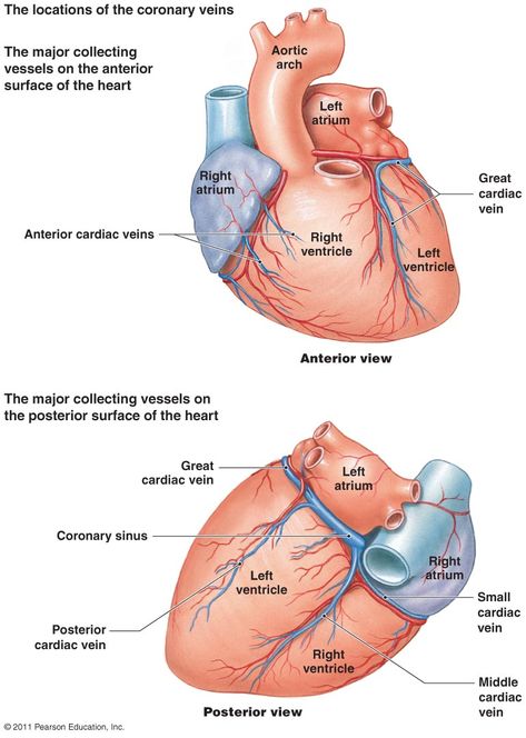 Blood Supply Of Heart, Coronary Circulation, Human Heart Anatomy, Nursing School Essential, Basic Anatomy And Physiology, Heart Anatomy, Medical School Essentials, Human Anatomy And Physiology, Medical Anatomy