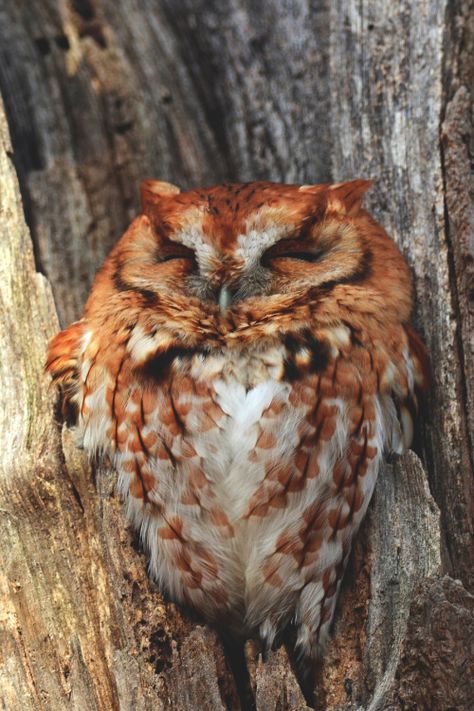 . Eastern Screech Owl, Owl Photography, Red Owl, Owl Tattoo Design, Screech Owl, Owl Photos, Beautiful Owl, Owl Tattoo, Owl Bird