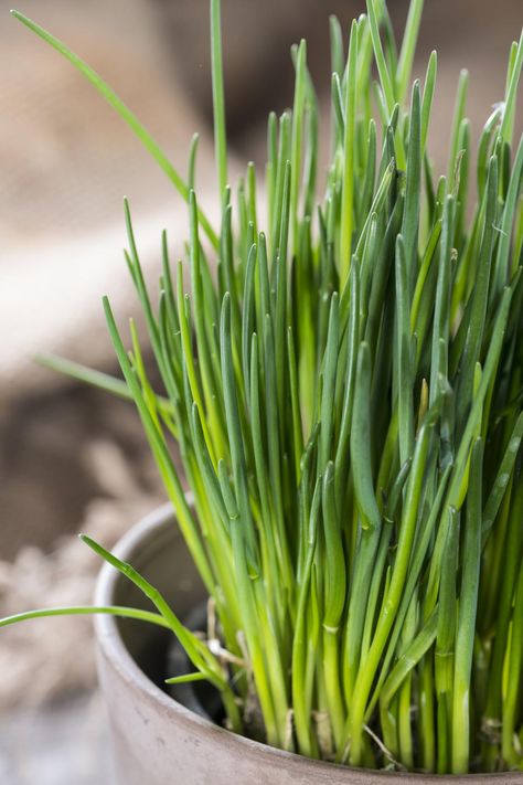 Easy Herb and Vegetable Garden Designs | HGTV Chive Plant, Growing Chives, Chives Plant, Easy Herbs To Grow, Growing Herbs Indoors, Hgtv Garden, Indoor Herb Garden, Herbs Indoors, Vegetable Garden Design