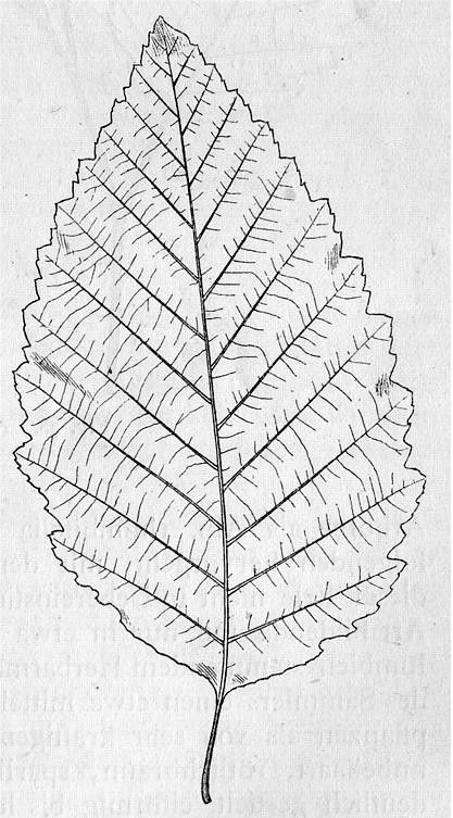 Red Alder (Alnus rubra), Pacific northwest native tree Alder Tree, Leaf Tattoo, Simple Tattoo Designs, Leaves Art, Tree Tattoo, Tree Leaves, Leaf Art, Leaf Tattoos, Simple Tattoos