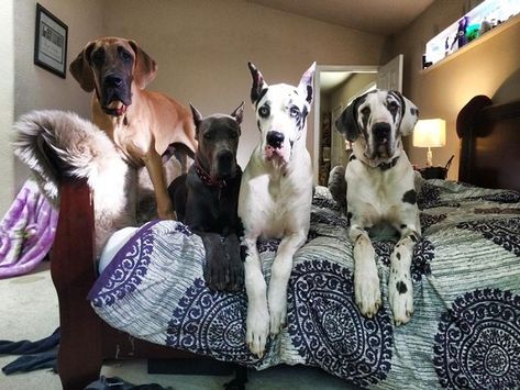 Great Dane Puppies, Pet Information, Blue Great Danes, Dane Puppies, Dog Room, Huge Dogs, Dachshund Mix, Great Dane Dogs, Giant Dogs