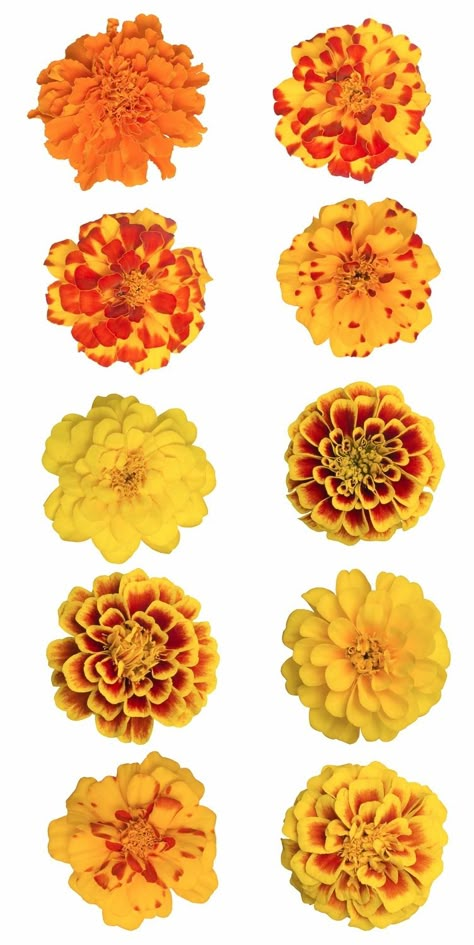 Wedding Colors Yellow, October Colors, Flowers Marigold, Marigold Tattoo, Marigold Wedding, Hydrangea Quercifolia, Month October, Hydrangea Macrophylla, Marigold Flower